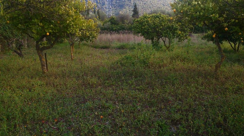 Finca en El Bosque, LA ZARZA